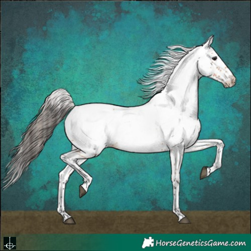 Horse Color:White Spotted Bay Near Leopard 