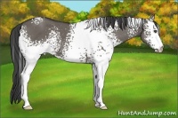 Horse Color:White Spotted Smoky Grullo