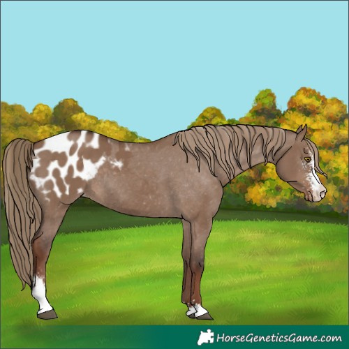 Horse Color:Liver Red Dun Sabino Appaloosa Rabicano 
