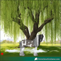 Horse Color:White Spotted Grullo Splash 