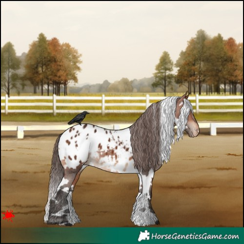 Horse Color:White Spotted Bay Appaloosa 