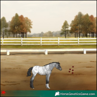 Horse Color:Blue Roan Appaloosa Rabicano 