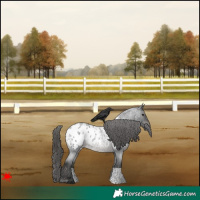 Horse Color:Blue Roan Blanket Rabicano 