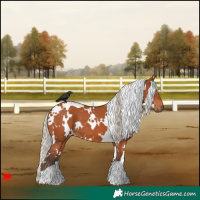 Horse Color:White Spotted Silver Bay 