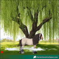 Horse Color:Bay Roan Dun 