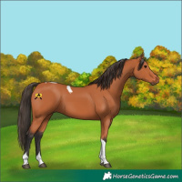 Horse Color:Bay Tobiano