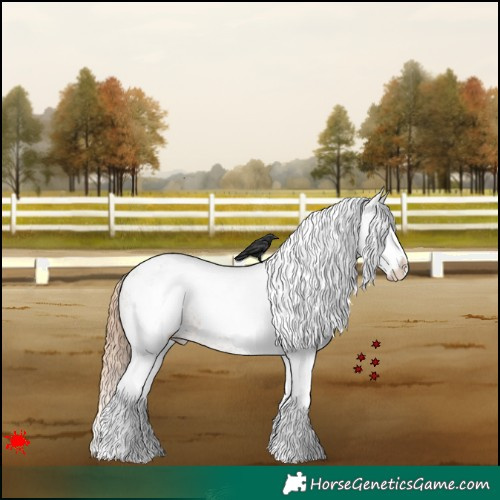 Horse Color:White Spotted Red Dun Splash Appaloosa 