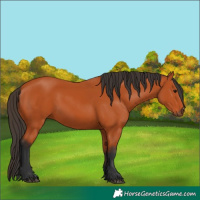 Horse Color:Bay 