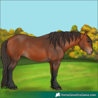 Horse Color:Bay 