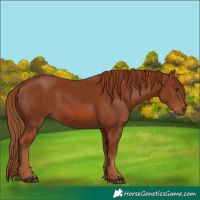 Horse Color:Chestnut 
