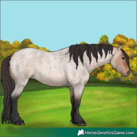 Horse Color:Bay Roan Dun 