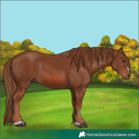 Horse Color:Chestnut 