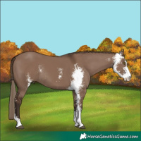 Horse Color:Liver Red Dun Sabino Rabicano