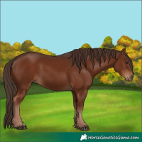 Horse Color:Liver Chestnut