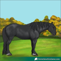 Horse Color:Black 