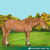 Horse Color:Chestnut 