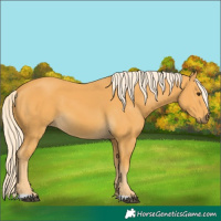 Horse Color:Palomino 