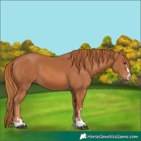 Horse Color:Chestnut 