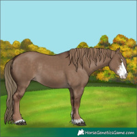 Horse Color:Liver Red Dun Sabino Rabicano 