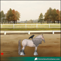 Horse Color:Bay Roan Appaloosa 