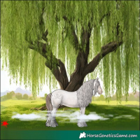 Horse Color:Bay Roan Appaloosa 