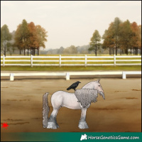 Horse Color:Bay Roan Appaloosa 