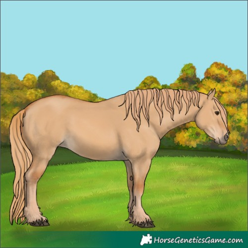 Horse Color:Red Dun 