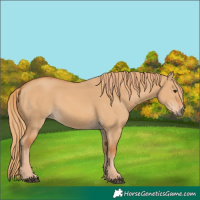 Horse Color:Red Dun