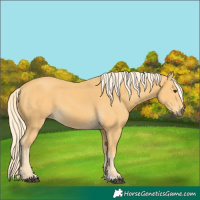 Horse Color:Palomino 