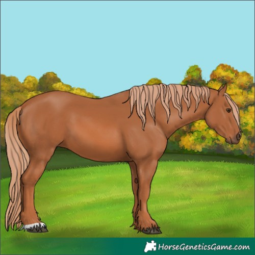 Horse Color:Chestnut 