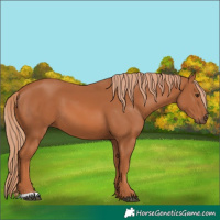 Horse Color:Chestnut 
