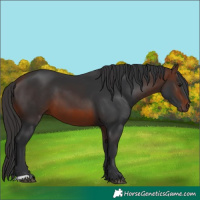Horse Color:Brown 