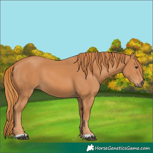 Horse Color:Chestnut 