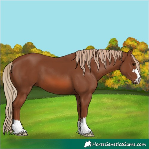 Horse Color:Chestnut 