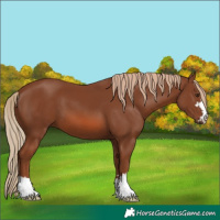 Horse Color:Chestnut 