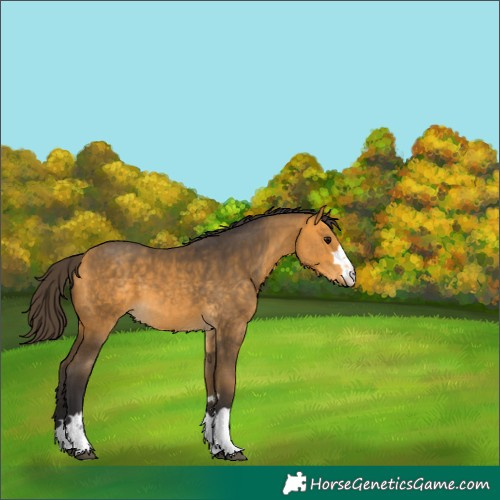 Horse Color:Buckskin 