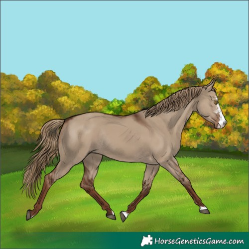 Horse Color:Liver Red Dun Sabino Rabicano 