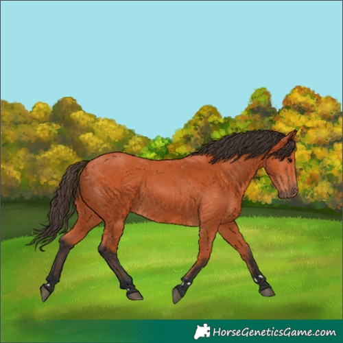 Horse Color:Bay 