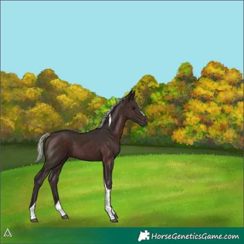 Horse Color:Silver Brown Tobiano 