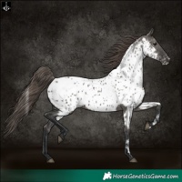Horse Color:Grullo Appaloosa 