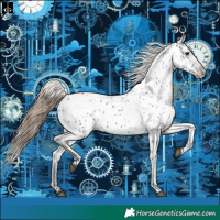 Horse Color:Grullo Appaloosa 