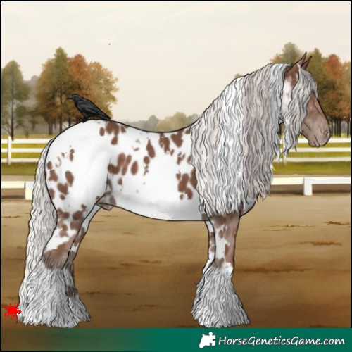 Horse Color:White Spotted Silver Black Appaloosa 
