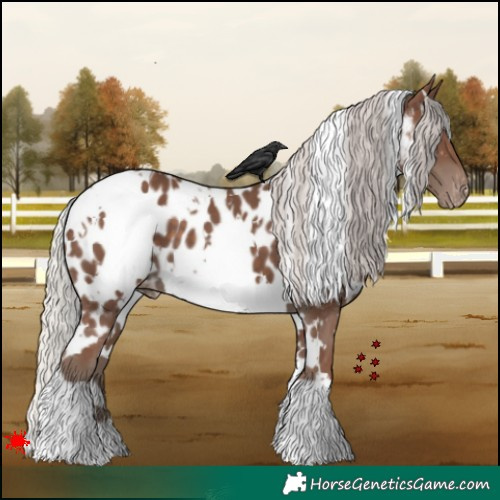 Horse Color:White Spotted Silver Black Appaloosa 