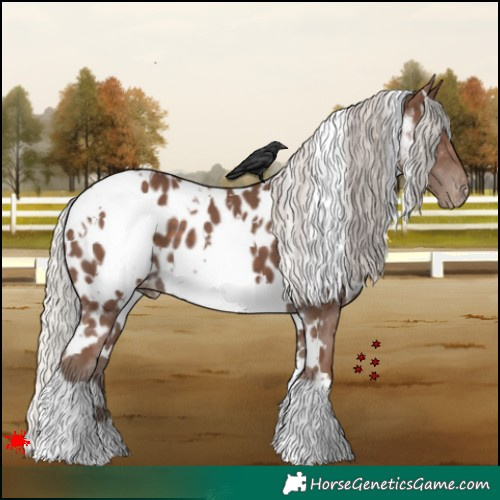 Horse Color:White Spotted Silver Black Appaloosa 