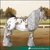 Horse Color:White Spotted Silver Black Appaloosa 