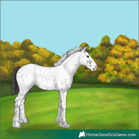 Horse Color:White Spotted Grullo Roan Appaloosa 