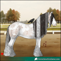 Horse Color:White Spotted Bay Roan Splash 