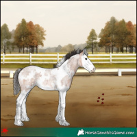 Horse Color:White Spotted Bay Roan Splash 