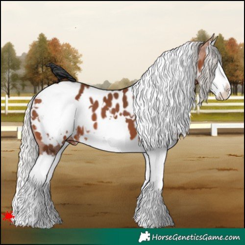 Horse Color:White Spotted Silver Brown Splash Appaloosa 