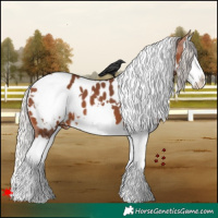 Horse Color:White Spotted Silver Brown Splash Appaloosa 